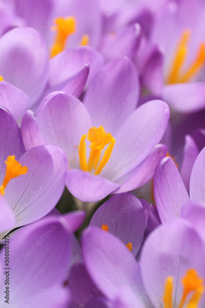 Purple crocus flowers Purple crocus flowers