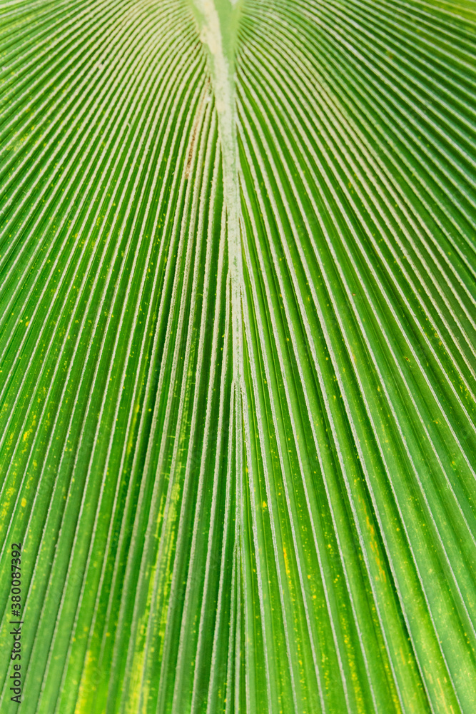 close up of large palm tree leaf close up of large palm tree leaf