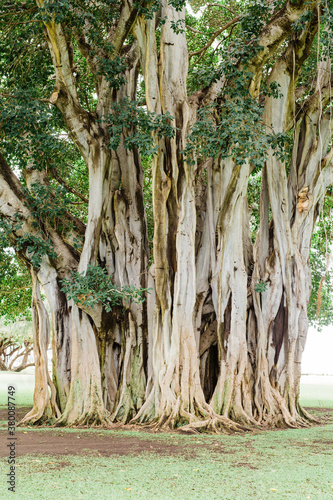 banyan tree