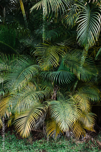 tropical palm leaves