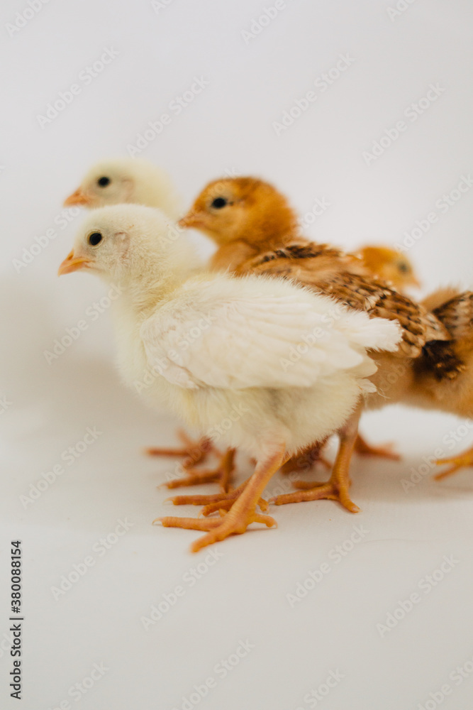 Chicks In A Tub Chicks In A Tub