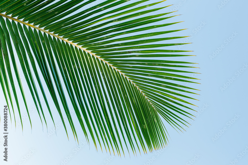 Green palm frond against clear blue sky Green palm frond against clear blue sky