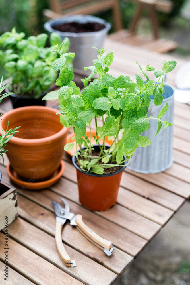 Table set for repotting herbs Table set for repotting herbs