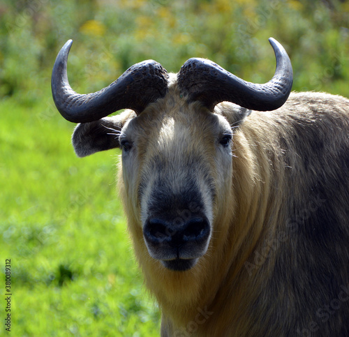 Sichuan takin or Tibetan takin is a subspecies of takin (goat-antelope). Budorcas from Greek bous (