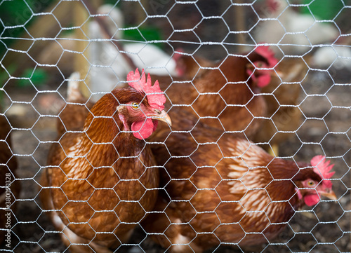 Chickens in farm coop