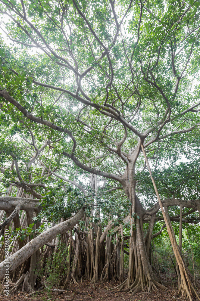 Large tree branches sprawling overhead in forest Large tree branches sprawling overhead in forest