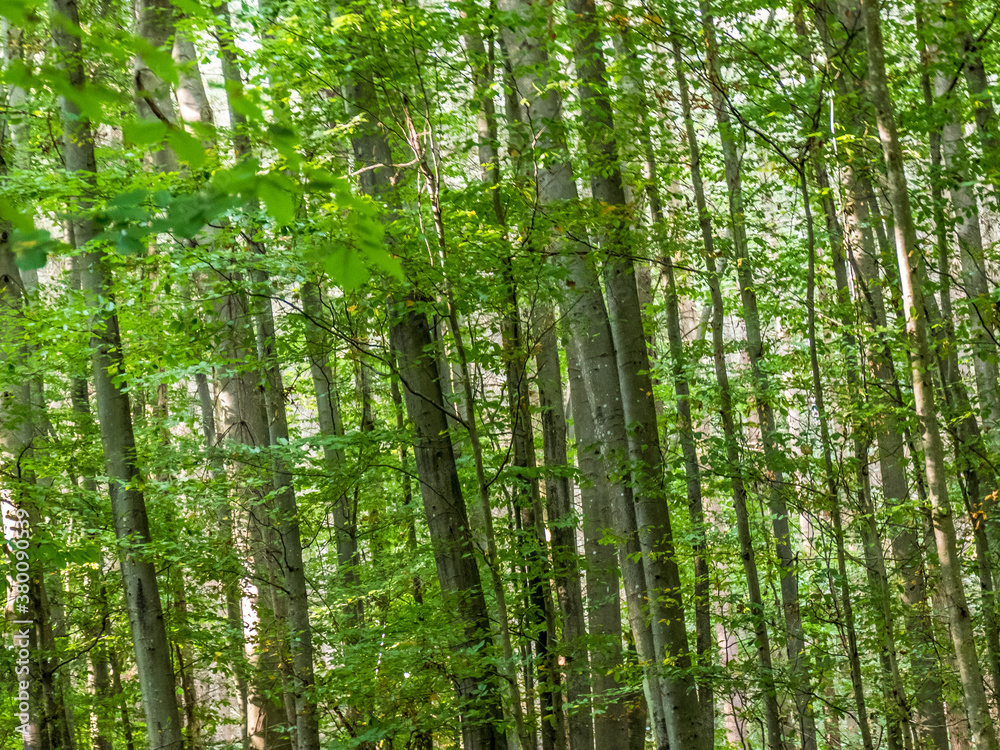 Wald im Sommer Wald im Sommer