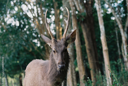 Sambar deer