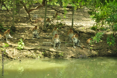 a group of proboscis bekantan monkeys typical of Kalimantan gathered on the banks of the river Kahayan Barito Mahakan photo