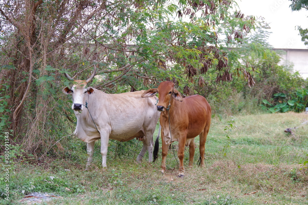 タイ　シーサケートの牛