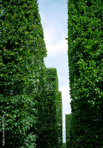 Inside green maze photo