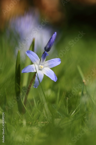 chionodoxa flower in the grass photo