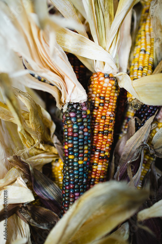 decorative Indian corn for sale in farmers market photo