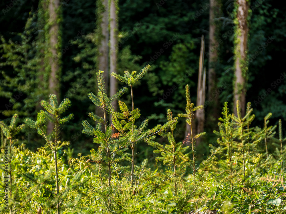Neuanpflanzung von jungen Bäumen im Mischwald Neuanpflanzung von jungen Bäumen im Mischwald