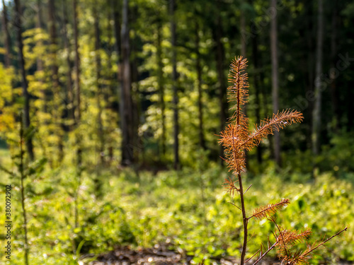 Neuanpflanzung von jungen Bäumen im Mischwald