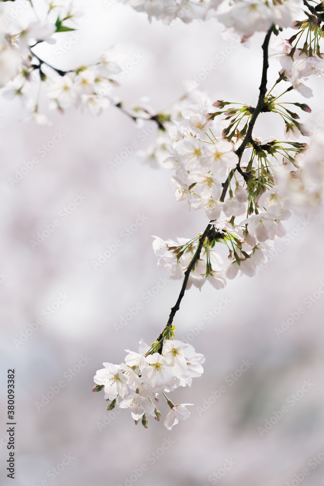 close-up of white apple blossoms in spring close-up of white apple blossoms in spring