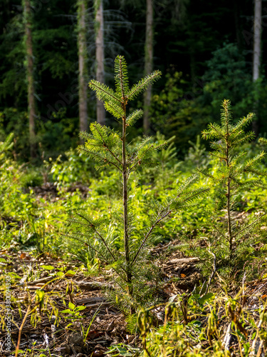 Neuanpflanzung von jungen Bäumen im Mischwald