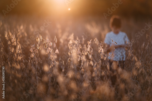 Bean fields photo