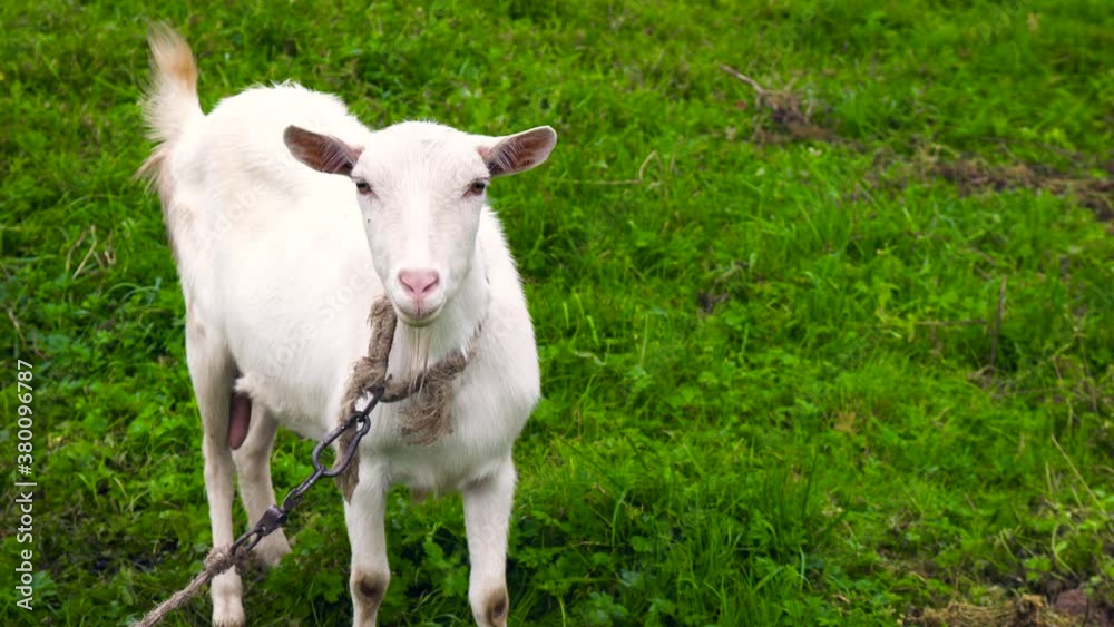 Close-up view of a grazing goat. Close-up view of a grazing goat.