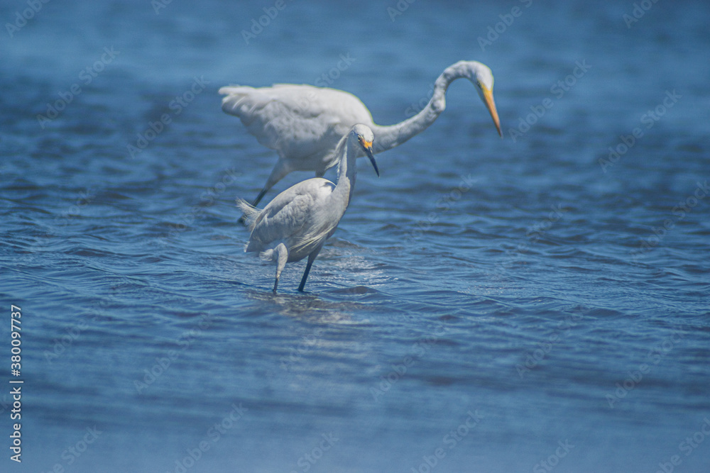 Obraz premium Great White Egret and Snowy Egret