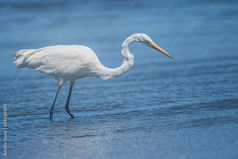 Great White Egret Great White Egret
