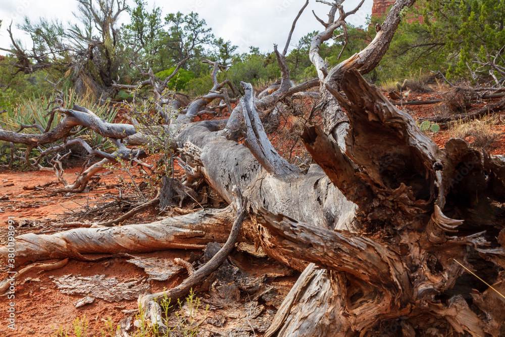 Fallen down tree on red soil in green Forest forest near Sedona, Arizona Fallen down tree on red soil in green Forest forest near Sedona, Arizona