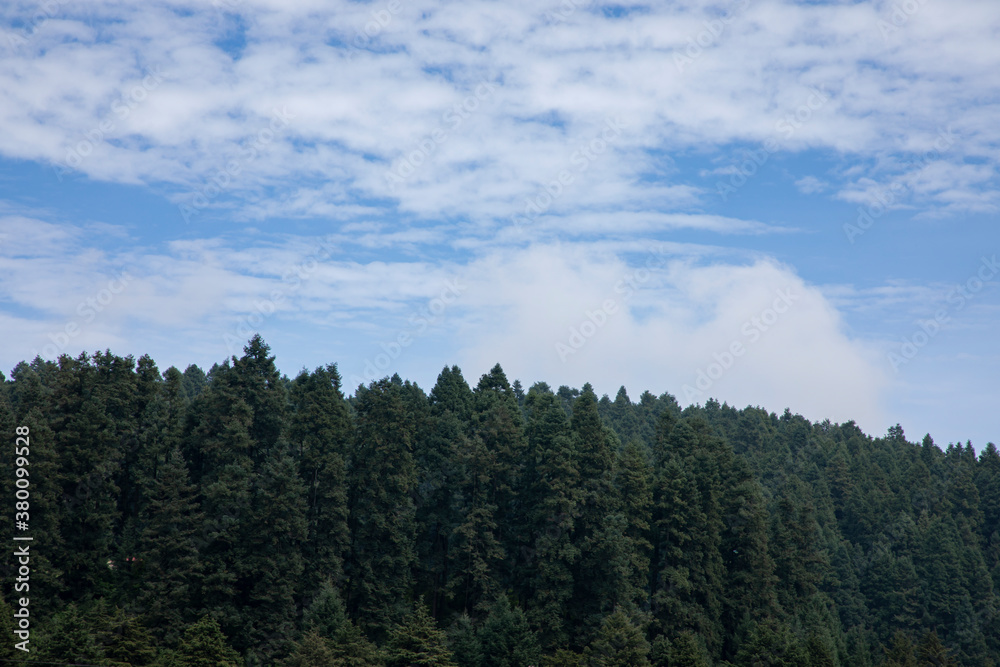 Bosque con un cielo azul y nubes en el cielo