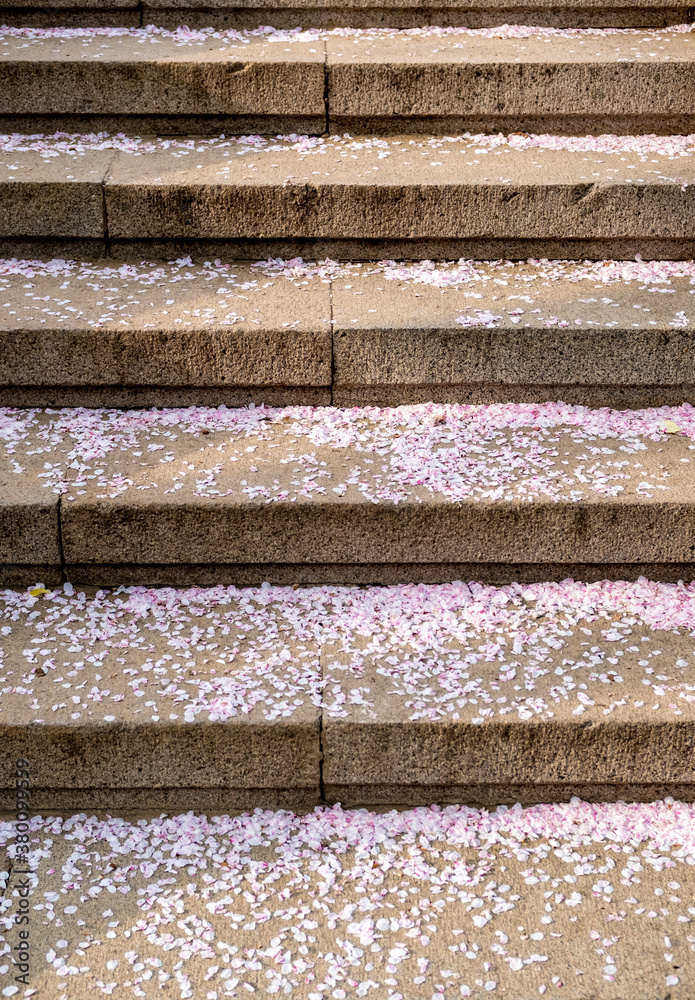 Cherry Blossom Petals Covered Empty Steps Cherry Blossom Petals Covered Empty Steps
