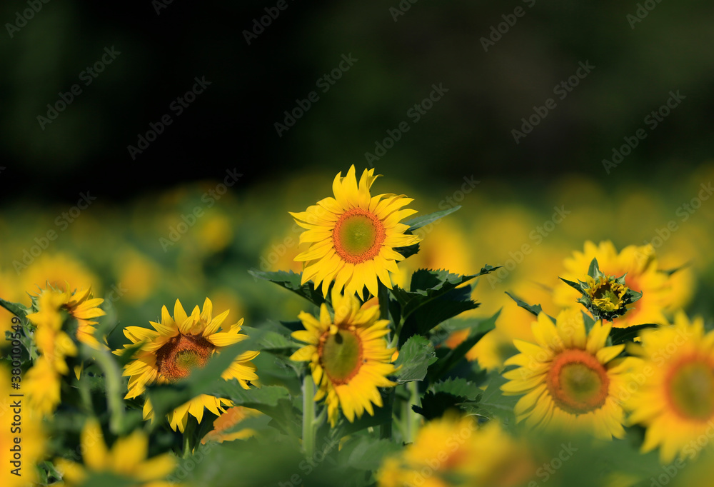 9/20/2020 fausettfarmssunflowersandhummingbirdsSunflowersSunflowers 9/20/2020 fausettfarmssunflowersandhummingbirdsSunflowersSunflowers