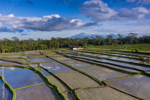 Morning aerial drone view of some freshly ploughed and watered rice terraced paddy fields with cloud reflection on the water surface in northern Ubud, a famous art and cultural town in Bali Indonesia.