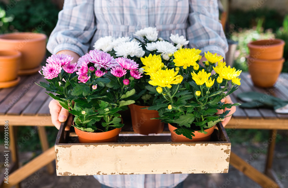 Woman holding Chrysanthemums ready for planting Woman holding Chrysanthemums ready for planting