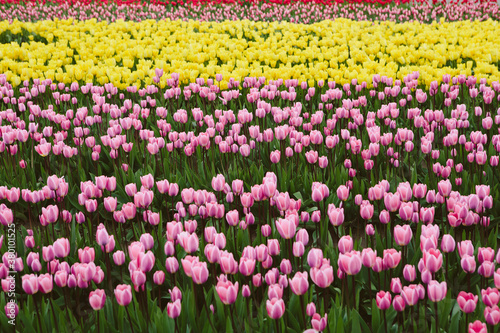 Field of tulips in Spring