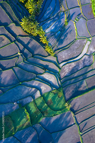 View directly from above and taken by drone of some rice paddy fields in Bali Indonesia creating unique artistic shapes.