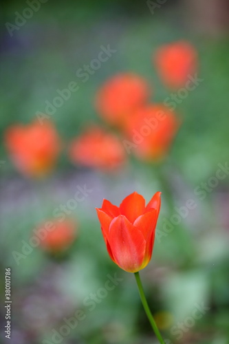 Red tulip in a garden in spring