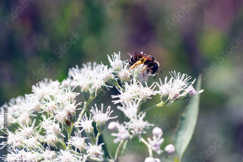 black and yellow Leaf-cutter Bee Dianthidium on white flowers on sunny day with soft green background