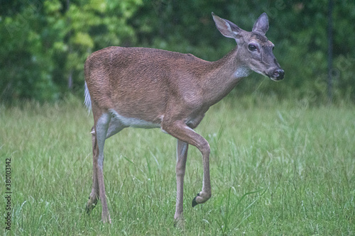 Female Deer