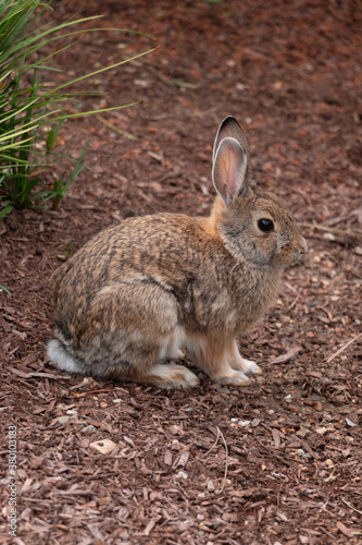Rabbit Sitting Still on Mulch © Melanie