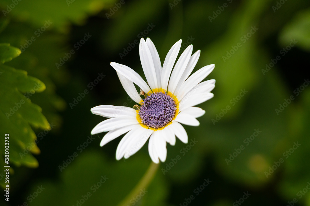 White Daisy with Purple Center and Yellow Ring Osteospermum White Daisy with Purple Center and Yellow Ring Osteospermum