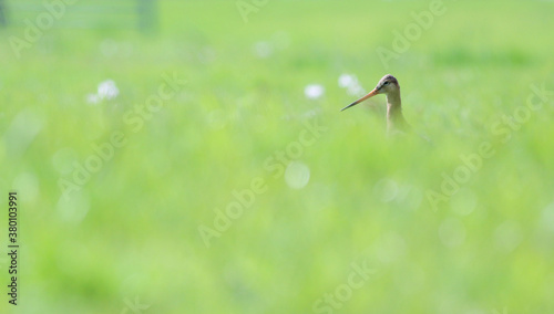 Black-tailed godwit hiding in tall grass photo