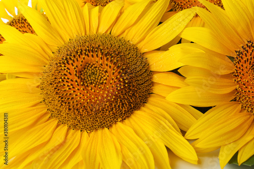 Beautiful bright blooming sunflowers as background  closeup