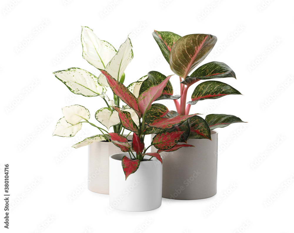Fototapeta premium Beautiful Aglaonema plants in flowerpots isolated on white. House decor