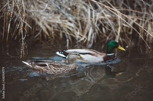 Pair of Mallard Ducks photo