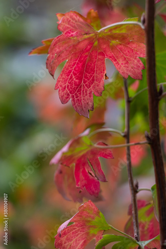 Red Fall Leaves 