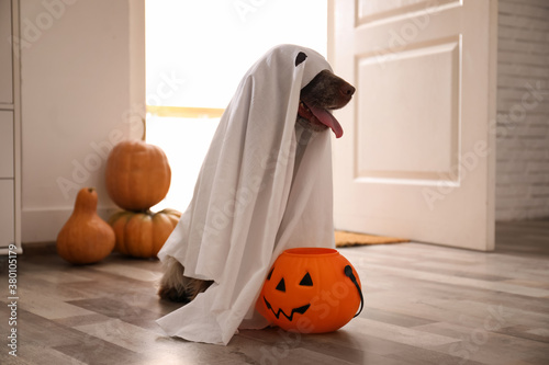 Adorable English Cocker Spaniel dressed as ghost with Halloween trick or treat bucket at home © New Africa