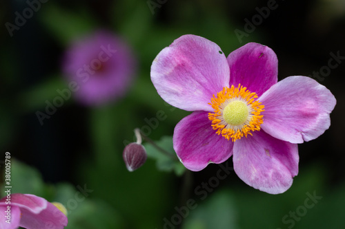 Purple Anemone Flower with Yellow Center