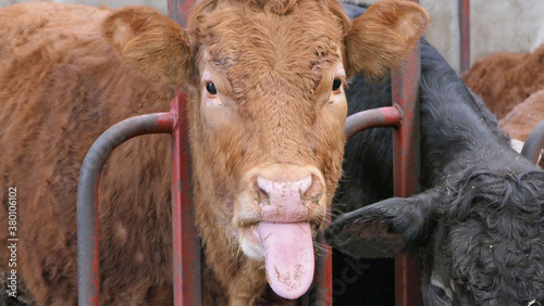 Quadro em tela Cow with long tongue eating silage grass through gate in a shed