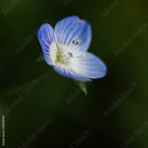 Extreme close up of Myosotis flower photo