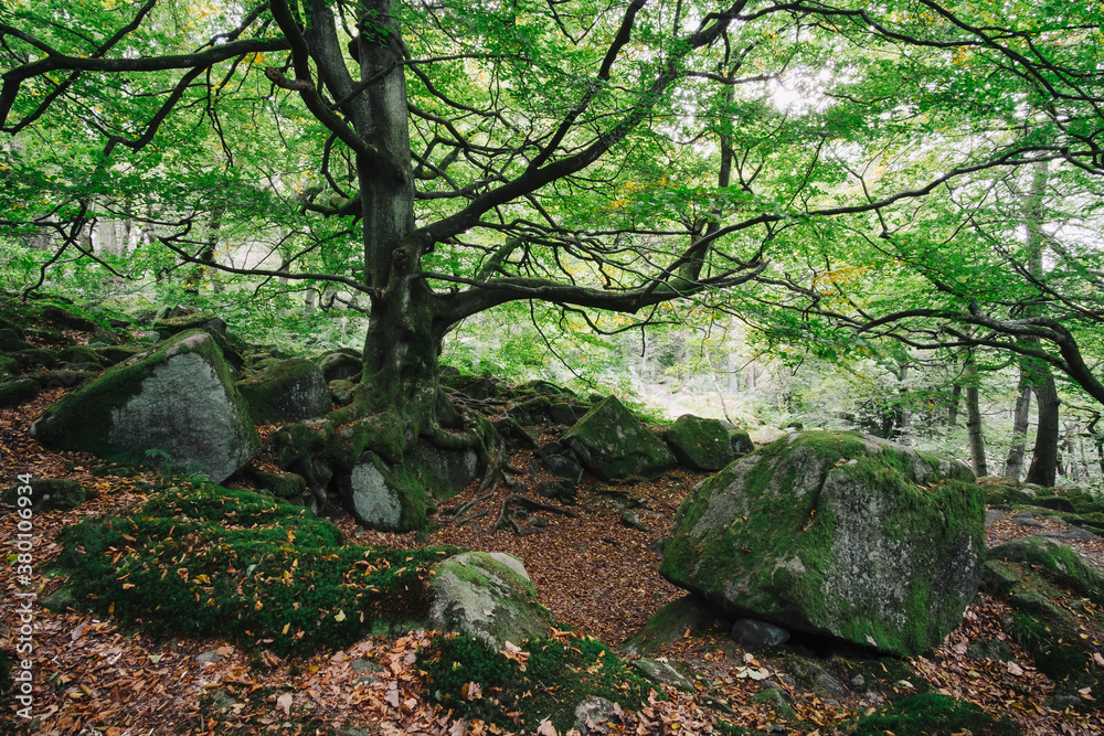 Tree in Padley Gorge, Derbyshire, UK. Tree in Padley Gorge, Derbyshire, UK.