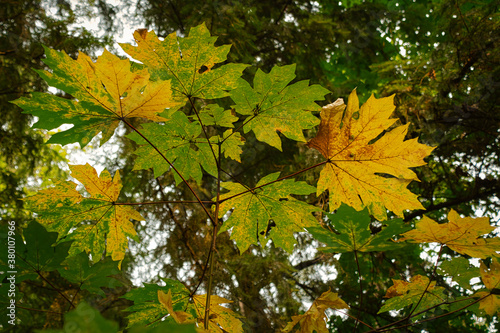 2020-09-21-SEVERAL BIGLEAF MAPLES CHANGING COLORS FROM GREEN TO LIGHT YELLOW IN EARLY FALL