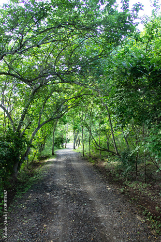 SONY DSC bali baliisland ubud landscape plant village  toropical flower view tree peacefultown travel forest relax                                                                                                             